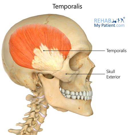 temporalis origin and insertion|temporalis function and location.